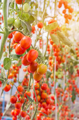  Close up cherry tomatoes hanging on trees in greenhouse selective focus