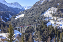 Red Train Of Rhaetian Railway On Langwieser Viaduct Surrounded By Snowy Woods, Canton Of Graubunden