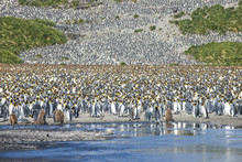 Giant King Penguin (Aptenodytes Patagonicus) Colony, Salisbury Plain, South Georgia, Antarctica