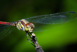 Fototapeta Dmuchawce - close up dragonfly in green nature