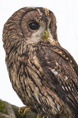Poster - close up of a tawny brown owl perched on a branch and looking right