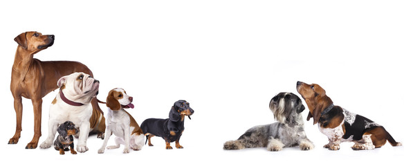 Fototapete - Group of dogs and cats