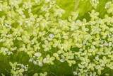 lemna minor - green duckweed, water plant