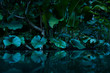 canvas print picture - tropical rain forest with water mirror