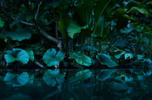 Tropical Rain Forest With Water Mirror