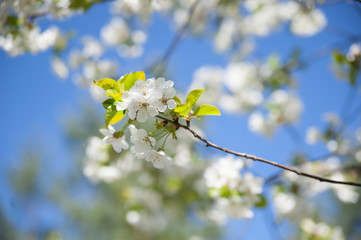 Wall Mural - Spring cherry tree blossoming with white flowers