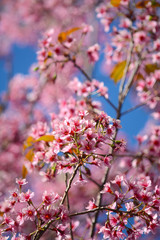   Giant tiger flower in the garden , Soft focus Wild Cherry flower (Prunus cerasoides)