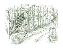 Hand Drawn Vector Illustration Sketch Cornfield With A Road Between Fields