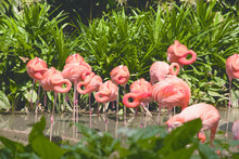 Large Group Of Pink Flamingos Turning Their Heads On The Riverside At Daytime In The Sun.