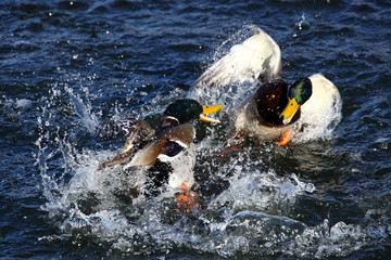 To male mallard ducks fighting in a lake 