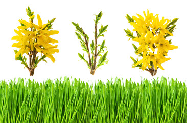 Canvas Print - forsythia blossoms fresh green grass spring nature objects