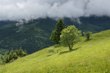View At Trees With Mountain Hill Covered With Forest At The Background. Clouds Over Mountain Hill
