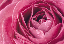 Macro Photo Of A Pink Rose With Water Droplets. Symbol Of Love