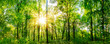 Wald Panorama mit durch Blätter leuchtenden Sonnenstrahlen
