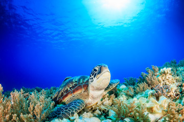 Sea Turtle looking up from a coral reef with sunbeams behind