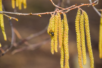 Pollination by bees earrings hazelnut. Flowering hazel hazelnut.