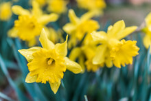 Many Open Yellow Daffodil Flowers With Water Drops