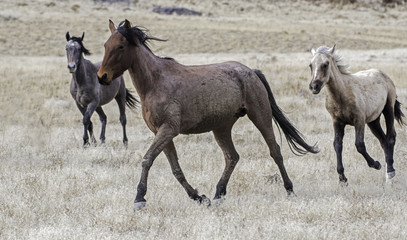 Wall Mural - wild horses