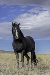 Wall Mural - wild horse