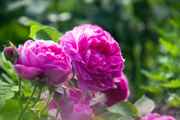 Bright pink roses in the garden.