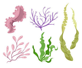 Wall Mural - sea plants and aquatic marine algae seaweed set vector illustration. yellow and brown, red and green