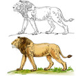 Lion Walk , Sketch
