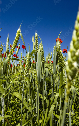 Fotomural Corn poppy in blossom, crops, Croatia, Istria