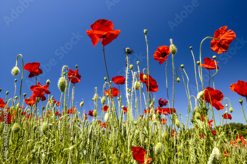 Cuadros en Lienzo Corn poppy in blossom, Croatia, Istria