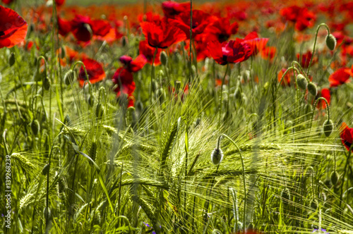 Fotomural Corn poppy in blossom, crops, Croatia, Istria