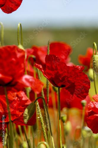 Fotomural Corn poppy in blossom, Slovenia, Southern Slovenia