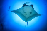 Fototapeta  - Scuba dive with manta ray