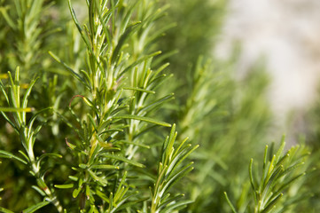 Rosemary camphor wild plant (Rosemarinus officinalis)