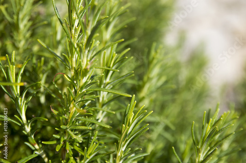 Fotografie, Obraz Rosemary camphor wild plant (Rosemarinus officinalis)
