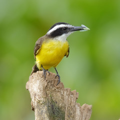 Wall Mural - Lesser Kiskadee catching an insect - Gamboa, Panama