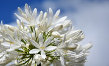 Closeup Photo Of Lily Of The Nile, Also Called African White Lily Flower (Agapanthus Africanus) In Australia. White Agapanthus Flowering Plant In Summer Garden.