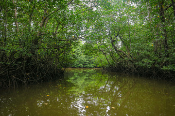 peaceful waters of the mangrove forest tour