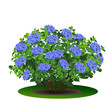 bush hydrangea with green leaves and flowers
