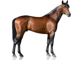 Fototapeta Konie - The brown thoroughbred stallion standing isolated on white background side view
