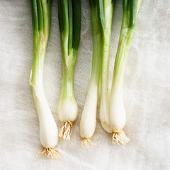 Canvas Print - fresh spring onions