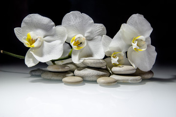 Wall Mural -     white orchids and pearls lie on the rocks 