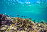 Fototapeta Do akwarium - Underwater world landscape, underwater coral. Colorful coral reef and blue clear water with sunlight and sunbeam. Maldives underwater wildlife, marine life, adventure snorkeling. 