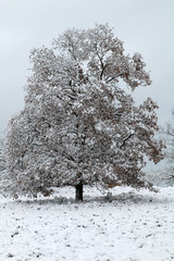 Verschneiter Laubbaum in der Fischbeker Heide
Snowy deciduous tree in the Fischbeker heathland