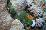 Green sea beads algae