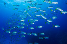 A School Of Horseeyed Jacks Patrol The Ocean Near A Shipwreck. This Group Of Silver Fish With Yellow Fins Live In The Warm Tropical Caribbean Sea