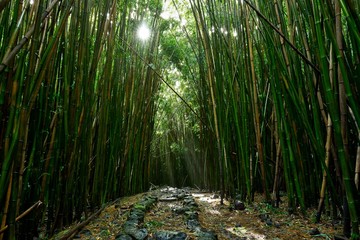  The sun's morning rays cut through the bamboo forest