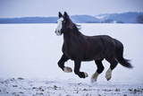 Fototapeta Mapy - Pferd läuft im Schnee