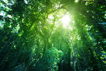 Canvas Print - jungle of la digue island, seychelles