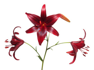 Beautiful flowers Asiatic hybrid lily Cola isolated on white background. Easter