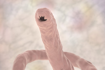 Canvas Print - Head of a parasitic hookworm Ancylosoma, 3D illustration. Ancylostoma duodenale can infect humans, dogs and cats, its head has several tooth-like structures