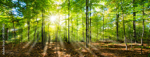Grünes Wald Panorama im Sonnenschein